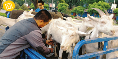 【揭秘】路邊的現(xiàn)擠羊奶可以放心喝嗎？真相在這里！